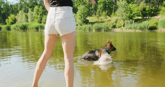 Young woman throws aport into the water to German Shepherd, dog swims in water after stick. Daytime, lake, spring summer, sunshine.