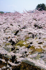 Fully-bloomed cherry blossoms at Fort Goryokaku,Hakodate,Hokkaido,Japan in spring.