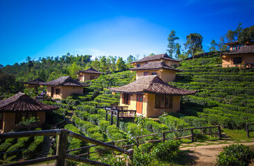 Fototapeta premium Earthen buildings and U-Long tea plantations at Ban Rak Thai Village,near Thai-Myanmar border,Mae Hong Son province,Northern Thailand.