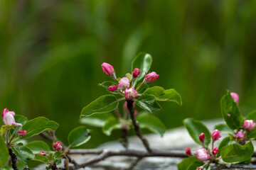 Obraz premium Small pink and white blossoms on a crab apple tree. The leaves on the branches are rich green in color. The delicate buds on the tree have small fresh petals that will produce crabapple fruit. 