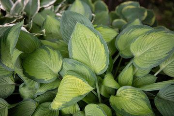 Hosta leaves plant
