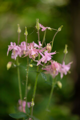 Pink Columbine Plant