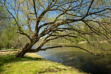 Fototapeta na wymiar Tree and a River