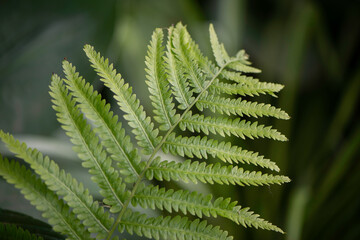 Fern Plant