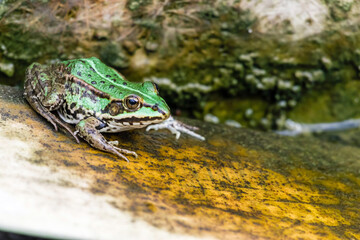 green frog in the spring sun on the shore of a water reservoir