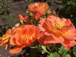 Orange roses in the garden. Close-up. Nature background.