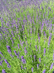 Obraz premium Blooming lavender in the garden. Close-up. Nature background. Location vertical.