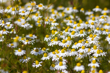 chamomile flowers in a meadow