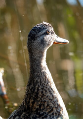 Duck Mallard swims in the backwater