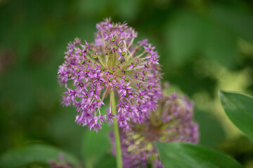 Allium