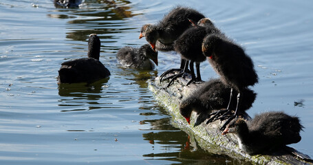 Coot waterfowl chicks