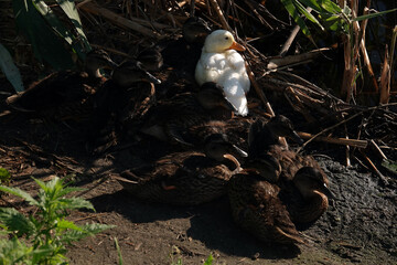 An albino Mallard duck basking in the sun with other chicks