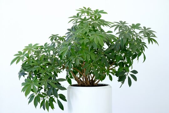 A tropical plant. Compact Scheffler, close-up. The interior plant is in white planters and pots. An object on a white background.