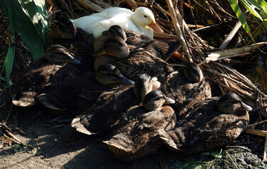 An albino Mallard duck basking in the sun with other chicks