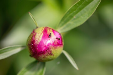 pink peonies 