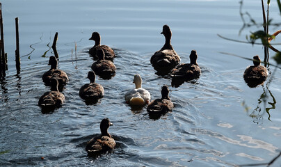 Albino Mallard duckling swims with other chicks