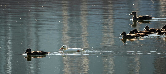 Albino Mallard duckling swims with other chicks