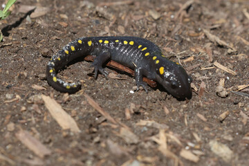 Spotted Salamander on bright summer day on soil in garden