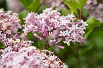 pink lilac flowers