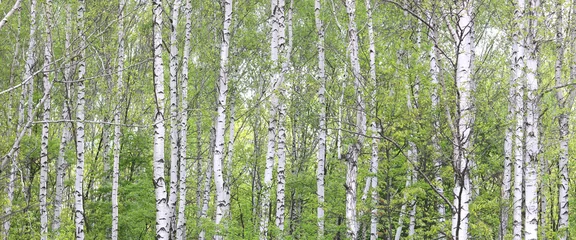 Poster Beautiful birch trees with white birch bark in birch grove with green birch leaves in summer © yarbeer