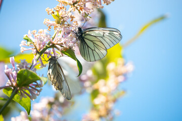 Butterflies on a lilac branch. Butterflies on flowers.