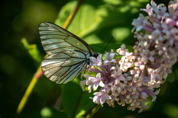 Butterfly on lilac flowers. Butterfly on a branch close-up.