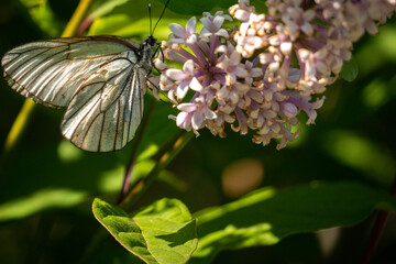 Butterfly on a branch close-up.Butterfly on lilac flowers. 