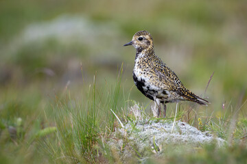 Pluvier doré (Pluvialis apricaria) en été dans la lande.  Islande
