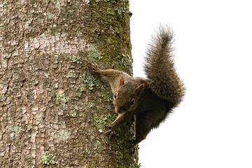 Esquilo andando em árvore com fundo branco. Árvore e esquilo na cor marrom.