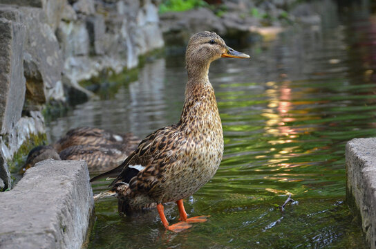 Duck and ducklings on the water of  the pond.  Mom duck mallard stands on the stone of the park pond and watches for safety  her swimming kids. Birds wildlife  in photos concept.