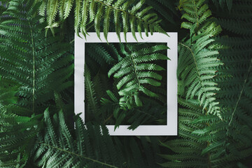 Nature forest background made of green fern leaves with frame. Flat lay. Creative summer idea....