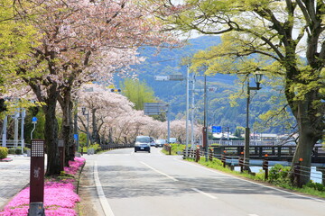 道沿いに咲く桜
