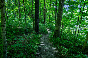 Obraz premium Trail through the trees