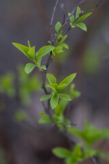 A branch with young leaves in natural conditions in spring.