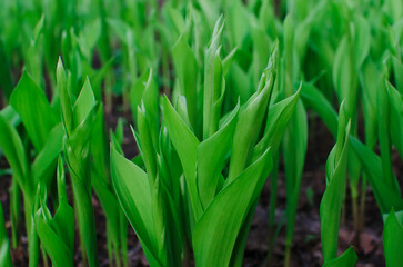 lilies of the valley grow in the garden