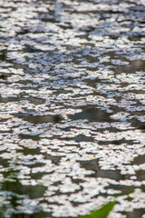 Cherry blossom rafts(Hanaikada) on the pond in Hirosaki Park,Aomori,Tohoku,Japan.
