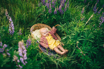 baby in a wicker basket in a lupine field in nature in the summer in the evening sunset