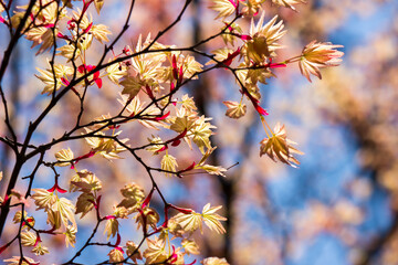 Lovely Japanese maple leaves at Morioka castle ruins park(Iwate Park),Iwate,Tohoku,Japan.(selective focus)