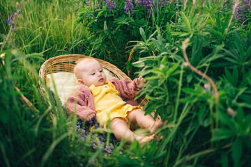 baby in a wicker basket in a lupine field in nature in the summer in the evening sunset