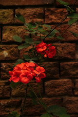 Red flowers on stone background with green leaves