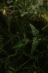 many  green ferns texture