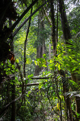 Pure  nature at Umphang Wildlife Sanctuary,Tak Province,northwestern Thailand