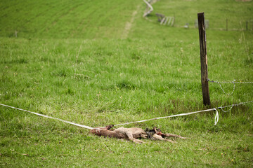 Strangled deer lies dead on the ground. Animal accident at the pasture fence.