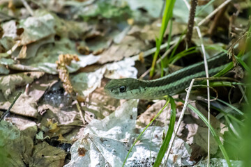 A garter snake comes out of the foliage at Isle Royale National Park in Michigan