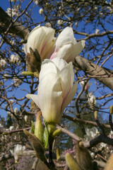 Magnolie