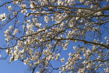 Magnolie