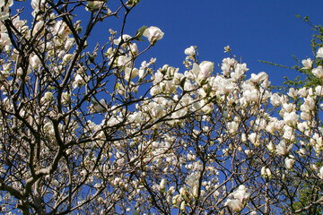 Magnolie