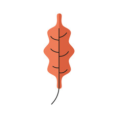 Vector orange autumn leaf isolatead on white 