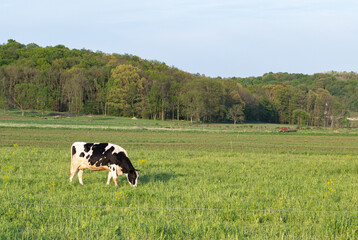 Cow grazing in a field with trees in the background | Amish country, Ohio
