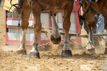 Closeup of horse hooves at a horse pull competition | Amish country, Ohio